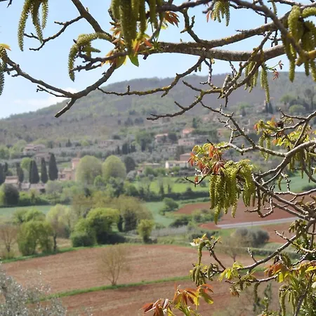 Il Pero Di Cetinale *