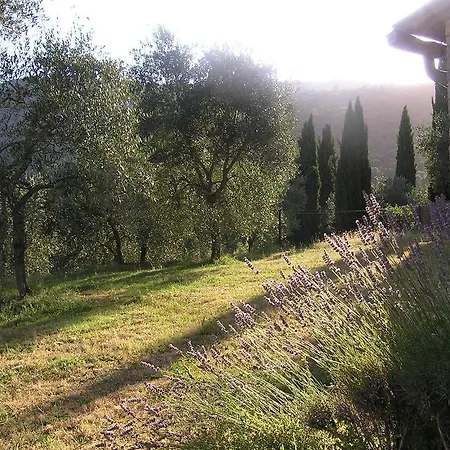 Il Pero Di Cetinale *